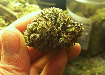 ischia cannabis droga