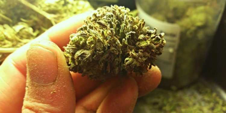 ischia cannabis droga