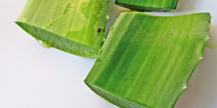 aloe