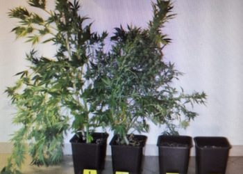 cannabis
