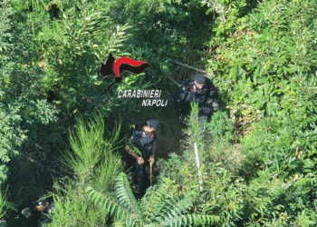 Gragnano, sequestrate 500 piante di cannabis (Video)