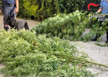 sostanze stupefacenti