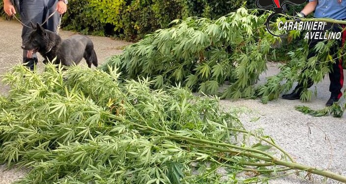 sostanze stupefacenti