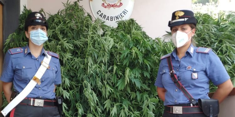 marijuana carabinieri