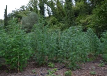 Carinola, sequestrate 5 piantagioni di marijuana (Video)