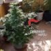 Coltivava cannabis “per scherzo”, 45enne arrestato nel Napoletano