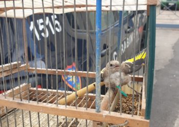 Pompei, forestali e Wwf liberano cardellini selvatici tenuti in trappola