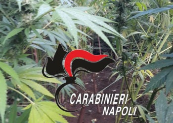 cannabis indica