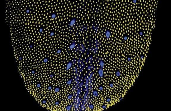 immagine rappresentativa di lingua 3D ilCrivello.it