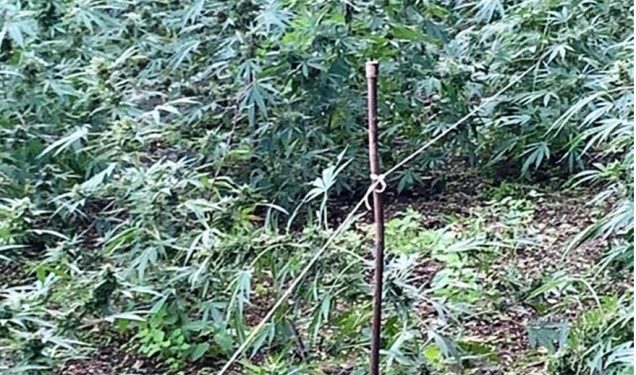 marijuana Castellammare di Stabia