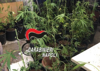 piante di marijuana
