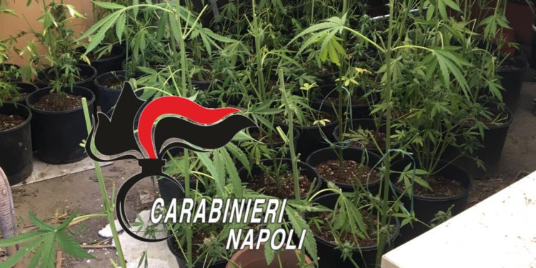 piante di marijuana