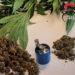 Coltivava marijuana in casa: denunciato 50enne nell’Avellinese