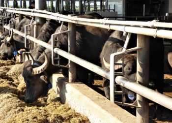 Azienda bufalina sequestrata nel Casertano per inquinamento ambientale