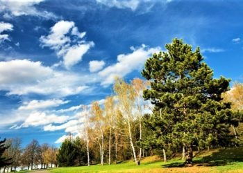 Aversa, il Wwf chiede un regolamento comunale a tutela del verde pubblico