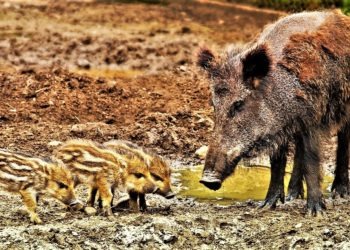 Caccia illegale al cinghiale: scoperta trappola mortale sui monti Tifatini