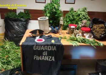 Sequestrate più di tremila piante di cannabis nel Napoletano: due arresti