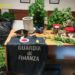 Sequestrate più di tremila piante di cannabis nel Napoletano: due arresti