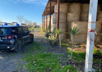 Grazzanise, sequestrato allevamento bufalino: denunciati i proprietari