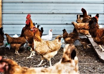 Allevamento avicolo abusivo sequestrato dalla forestale nel Casertano