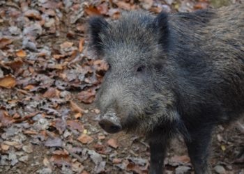 Alleva un cinghiale in cattività: denunciato 70enne nell’Avellinese