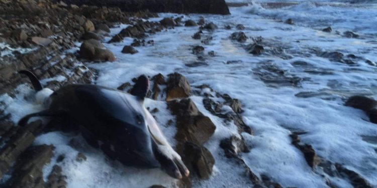 Delfino morto Punta Licosa