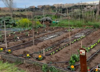 Beni confiscati a Cesa: bando per l’assegnazione degli orti sociali