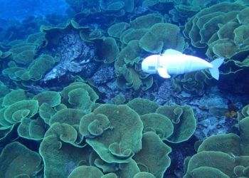 La poltrona di Galileo | Di Covid-19, robot sottomarini, linguaggio Neanderthal e conversazioni infinite