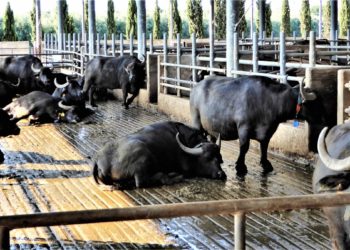 Liquami scaricati illecitamente, azienda bufalina sequestrata a Castel Volturno