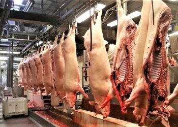 Caserta, la finanza sequestra 4 milioni e mezzo di euro a un ingrosso di carni