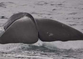 La poltrona di Galileo | Nano-costruzioni di DNA, capodogli con tattiche antiuomo e radicali liberi nell’aere