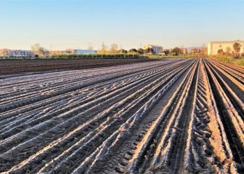 Il gelo ha provocato danni per 3 milioni di euro alle coltivazioni del Casertano: l’allarme di Coldiretti