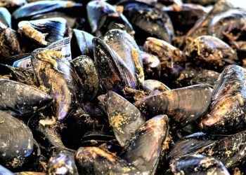 Arzano, confiscati due quintali di cozze mal conservate: deferito il venditore