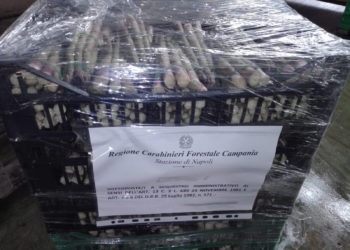 Frode in commercio: sequestrati 870 chili di frutta e verdura a Volla