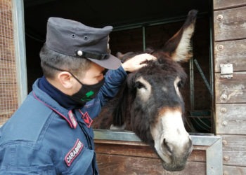 Ottaviano, maltrattava gli animali in una tenuta nel Parco del Vesuvio: denunciato 50enne