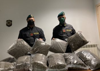 Scoperti oltre 300 chili di marijuana in un capannone agricolo del Casertano