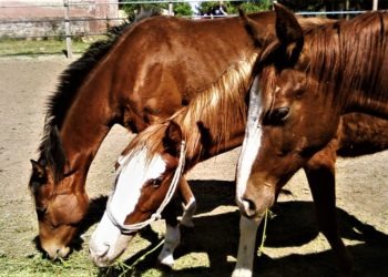 Sversamenti nei Regi Lagni: sequestrato allevamento di cavalli nel Casertano