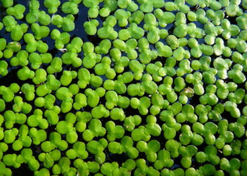 Il farmacista digitale | Lenticchie d’acqua: un’ottima fonte proteica