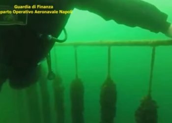 Sequestrate 100 tonnellate di mitili nel porto di Napoli: avrebbero fruttato un guadagno di 300mila euro (Video)