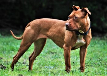 Tenta di salvare il suo cagnolino dalle grinfie di un pitbull: 60enne ferito nel Salernitano
