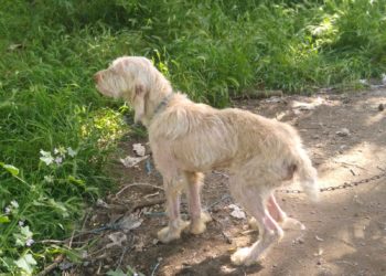 Dieci cani maltrattati e denutriti in una struttura del Vesuviano: due denunce e sequestro dell’area