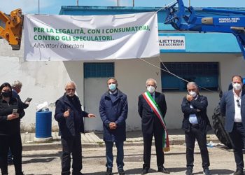 La crisi della filiera bufalina casertana: decenni di strategie sbagliate per eliminare la brucellosi
