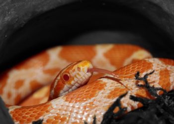 Villaricca, un esemplare di serpente del grano di 120 centimetri rinvenuto in corso Europa