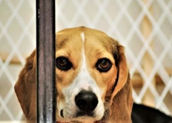 Napoli, lancia il cane dal balcone di casa: denunciato 30enne