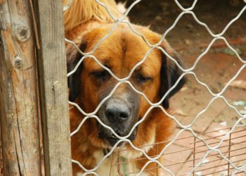 Dieci cani maltrattati e denutriti in una struttura del Vesuviano: due denunce e sequestro dell’area