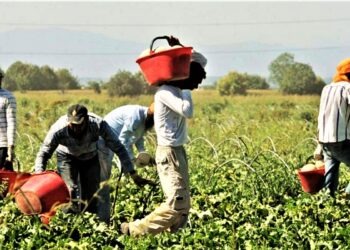 La piaga del caporalato a Mondragone: scattano denunce e arresti
