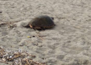 Dopo 4 anni tornano le tartarughe Caretta Caretta a Castel Volturno