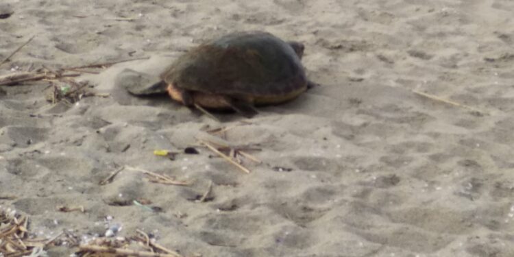 Dopo 4 anni tornano le tartarughe Caretta Caretta a Castel Volturno
