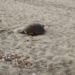 Dopo 4 anni tornano le tartarughe Caretta Caretta a Castel Volturno