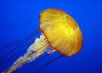 Morso di medusa